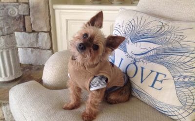 Mascot Dog Chewy